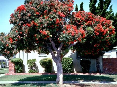 Apr 16, 2013 · native to: Red Flowering Eucalyptus Eucalyptus ficifolia : HGTV ...