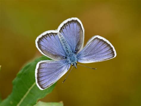 Silver Studded Blue