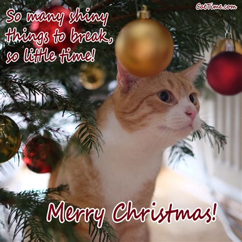 About 1% of these are paper crafts, 1% are greeting cards, and 0% are artificial crafts. 15 Cat Christmas Cards You Can Share With Your Friends And ...
