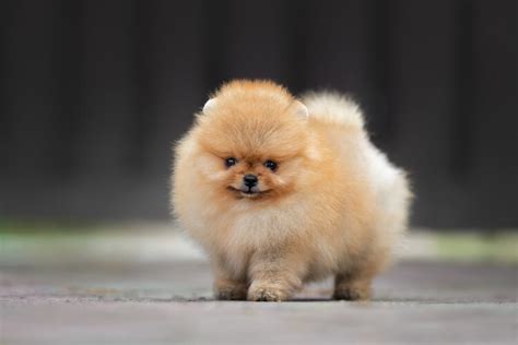 Teacup Pomeranian Breed Size Price Health And More Marvelous Dogs