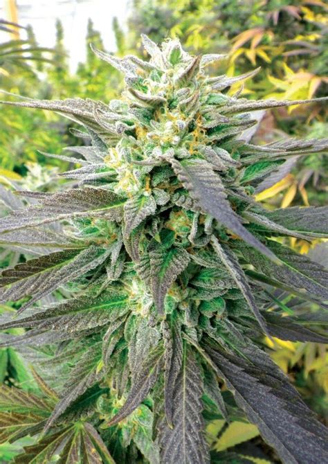 Royal Purple Kush Cbd Regular Seeds Emerald Triangle Cannabis Seeds