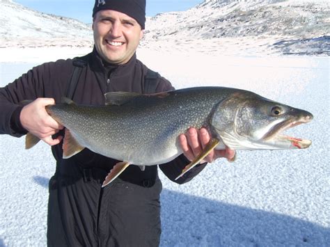 Fishing Guide To Colorado Fish Species Colorado Ice Fishing Species