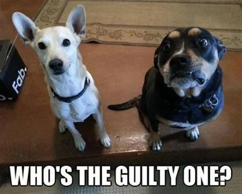 26 Funny Photos Of Guilty Dogs Whove Been Caught In The Act