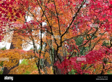 Japanese Maple Trees Hi Res Stock Photography And Images Alamy