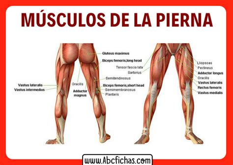 Anatomía De Los Músculos De Las Piernas Sistema Muscular