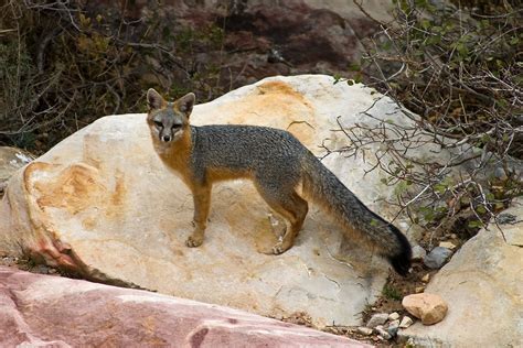 Common Gray Fox Mammals Of Kings County California · Naturalista Mexico