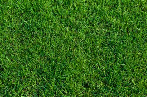 The 6 Most Popular Types Of Grass That Grow In Memphis Tenn Lawns