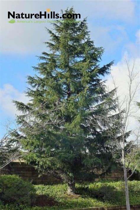 Deodar Cedar Tree Evergreen Landscape Cedar Trees Fast Growing Trees