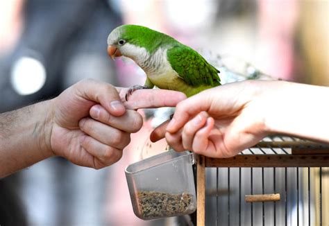 Cruel And Archaic The Paris Bird Market Will Soon Close Archyde