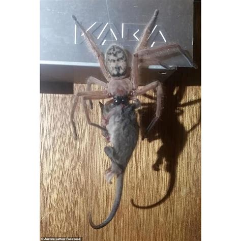 Huge Huntsman Spider Caught On Camera Devouring Entire Possum Newsletters