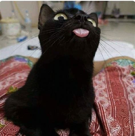 Black Cat Tongue Out Animals And Pets Funny Animals Cute Animals