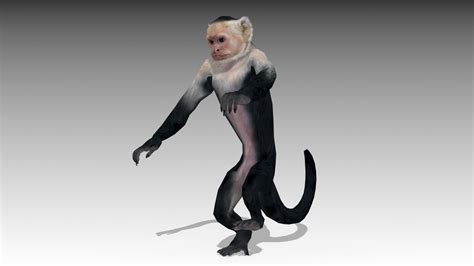 3d Model Capuchin Monkey Vr Ar Low Poly Rigged Animated Cgtrader