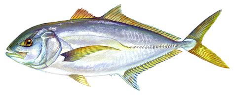 Yellow Jack Delaware Fish Facts