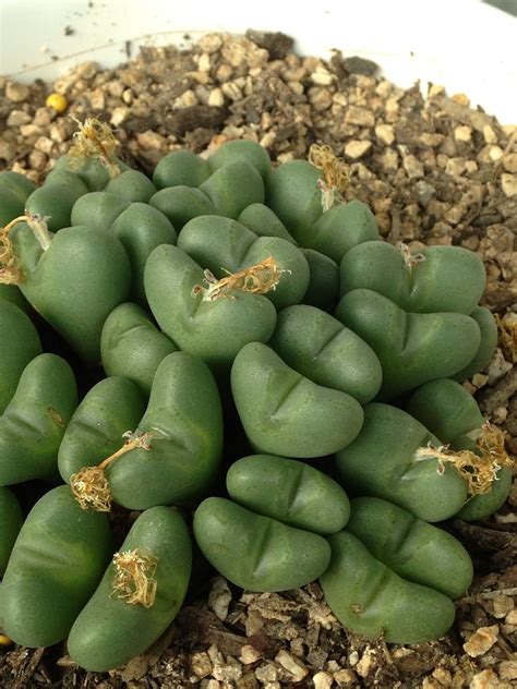 Cacti and other succulents can be kept in a dish garden when small. Full Heart Succulents | Succulents, Cactus and succulents ...