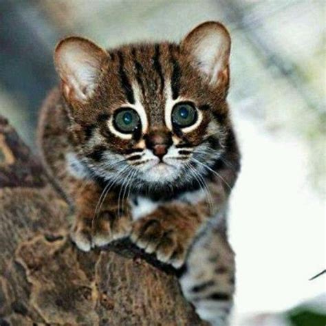 Rusty Spotted Cat Kitten Animals And Pets Funny Animals Funny Cats