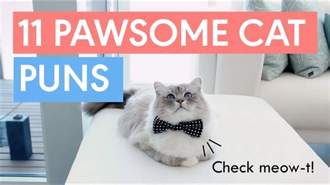Pawsome Cat Puns To Make Your Day Youtube