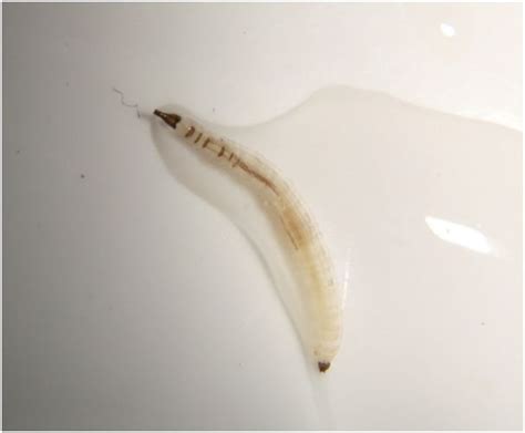 Try to identify what kind of worms they are. entomology - Species Identification: Waterborne larvae ...