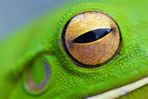 Eye Of Frog Animalsnature Eye Eyes Green Color Close Up Animal