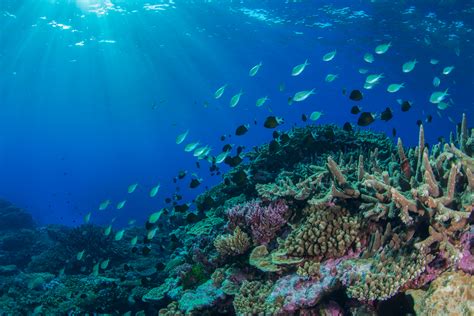 Its Too Soon To Tell If The Great Barrier Reefs