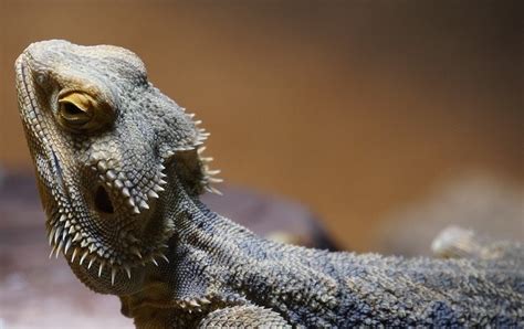 20 Best Pet Lizards For Beginners With Pictures Pet Keen