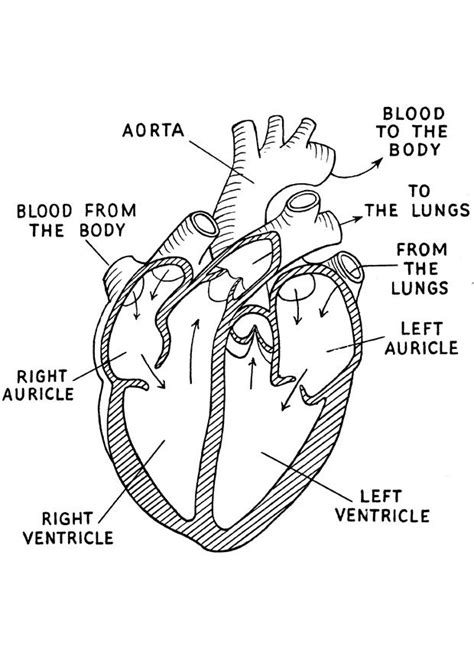 Coloring page heart - img 16644. | Medical student study, Heart diagram, Biology notes