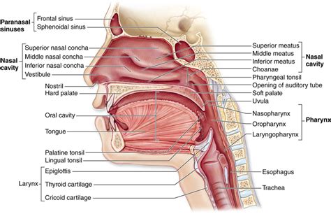 Oral Cavity Pharynx And Esophagus Diagram Quizlet