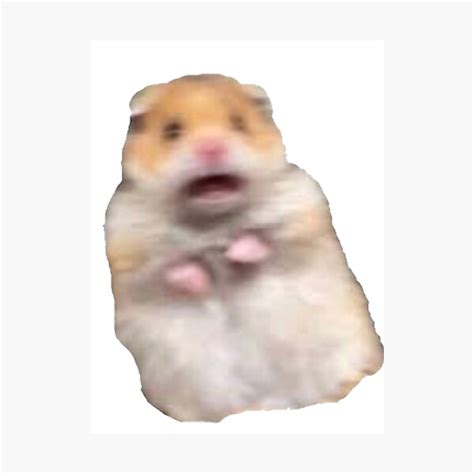 Screaming Hamster Meme Photographic Print For Sale By James Heath
