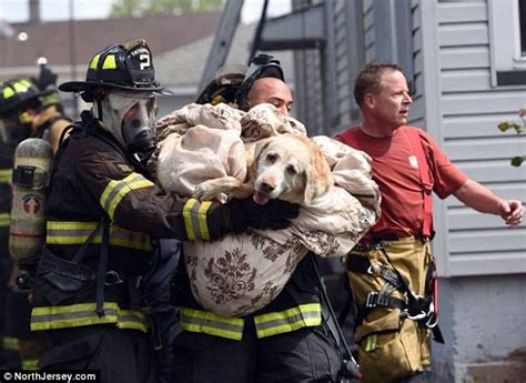 The leaves at the ends of each branch will also die. Moment firefighters resuscitate dying Labrador with oxygen ...