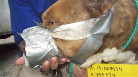Pit Bull Bait Dog Frodo Found With Duct Taped Muzzle Extreme