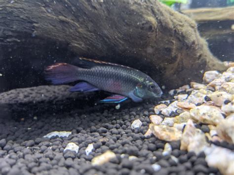 Kribensis Cichlid Complete Guide To Care Breeding Tank Size And