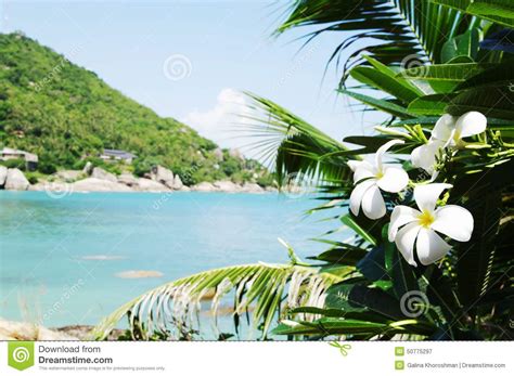 Flowers Frangipani In Foreground Sea Tropical Landscape Koh Samui