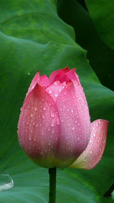 Maybe you would like to learn more about one of these? 49+ Lotus Flower iPhone Wallpaper on WallpaperSafari