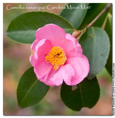 Randy And Megs Garden Paradise Camellias Pinks15 Different Ones