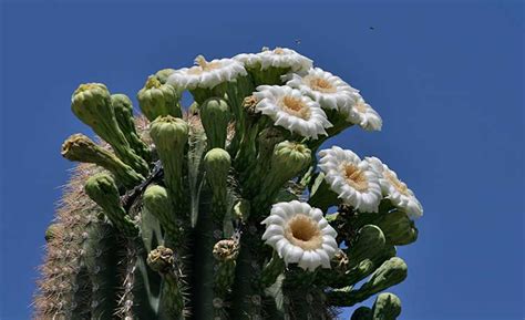 The christmas cactus will acclimate over time, but it may not bloom. Saguaro National Park - DesertUSA