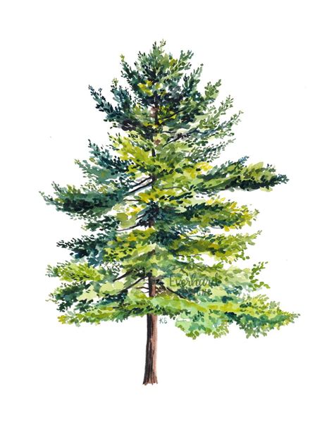 Pine Tree No 2 Me Watercolor 2019 Rart