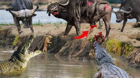 The Never Ending Battle Between Buffalo Vs Crocodile Wild Buffalo Was