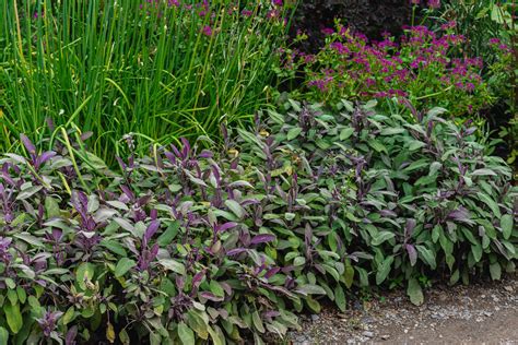 Purple Sage Bush Plant Care And Growing Guide