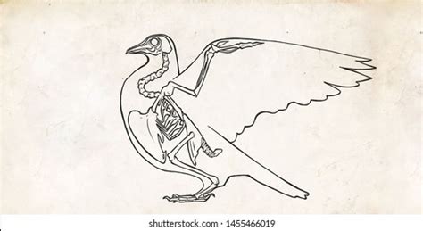 Bird Drawing Anatomy Skeleton Bones Stock Illustration 1455466019