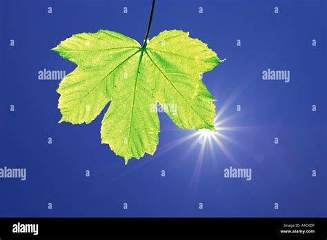 Green Maple Leaf Hi Res Stock Photography And Images Alamy