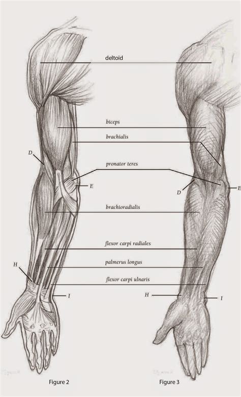 Drawings Depicting The Arm Front View