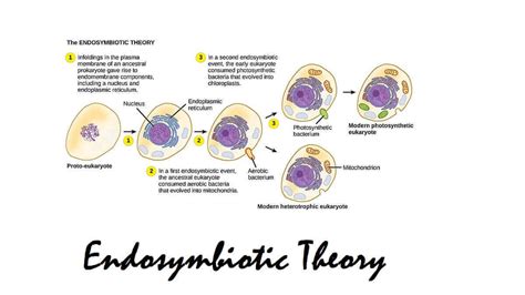 Endosymbiotic Theory Definition And Background 2024