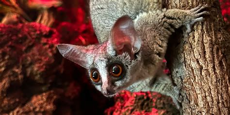 Southern Lesser Galago Smithsonians National Zoo