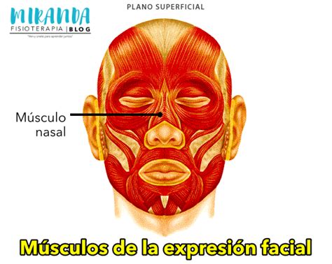 Músculos De La Expresión Facial