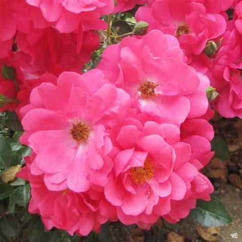 Flower Carpet Pink Supreme Rose — Green Acres Nursery And Supply