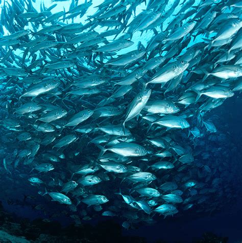 Baca untuk ketahui kebaikan omega 3 shaklee. Sản Phẩm TP BVSK Nutrilite Salmon Omega-3 Amway