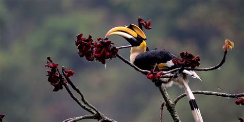 Bhutan Bird Watching Tour Zest Bhutan