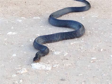 Blue Indigo Taken In Freer Texas This Snake Is Treasured In South