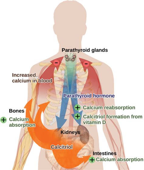 Regulation Of Body Processes Biology E Part Ii Nd Edition