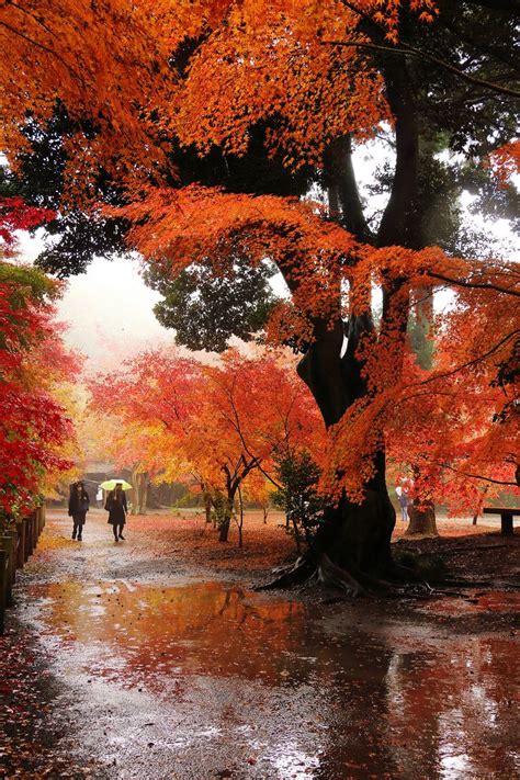 Autumn Rain Wallpapers High Quality Download Free