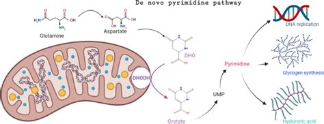 Pyrimidine De Novo Synthesis Pathway Download Scientific Diagram